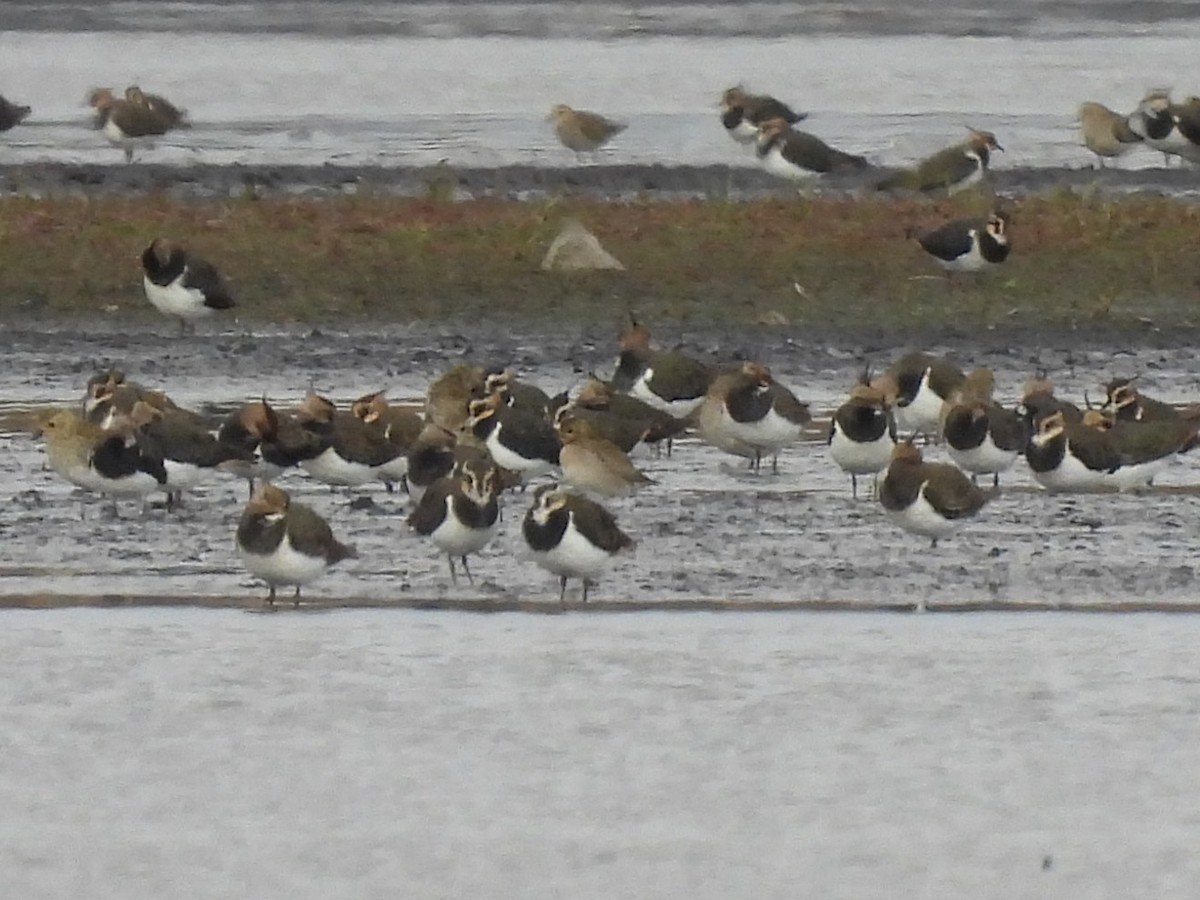Pacific Golden-Plover - ML644089263