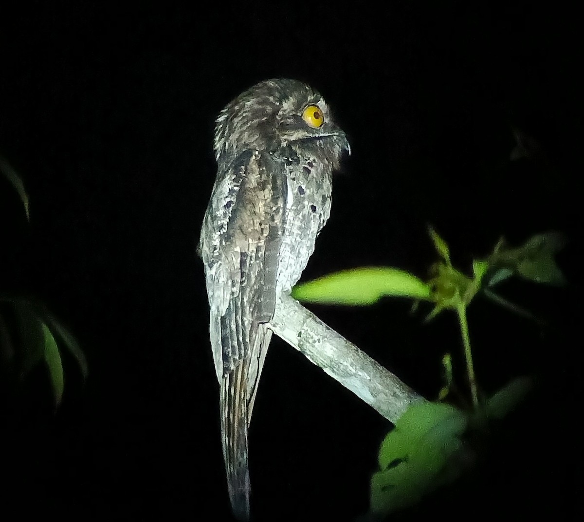 Northern Potoo - ML644089272