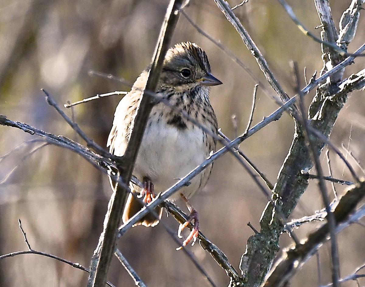 Lincoln's Sparrow - ML644089282