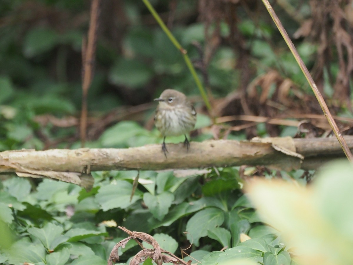 Yellow-rumped Warbler (Myrtle) - ML644089293