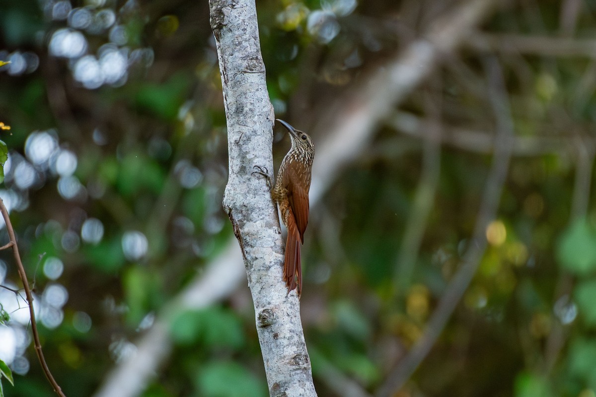 Black-banded Woodcreeper - ML644089309