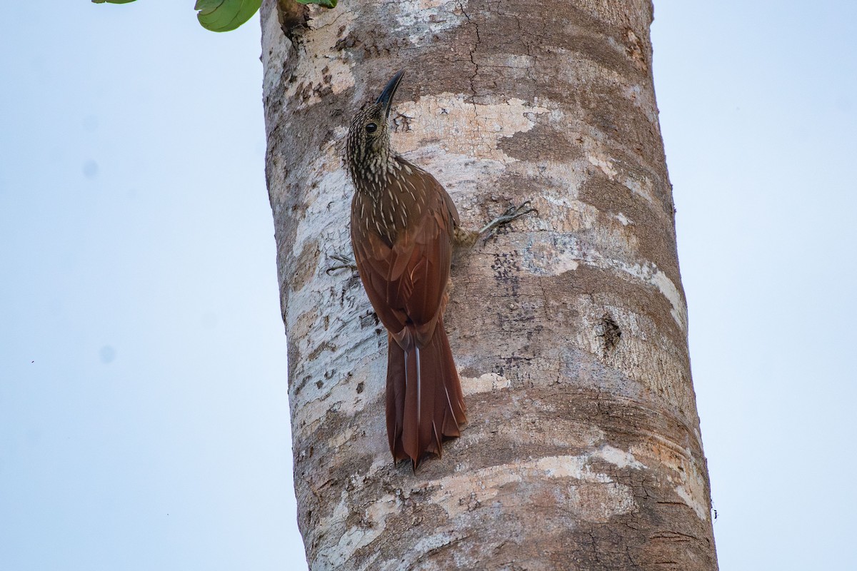 Black-banded Woodcreeper - ML644089310