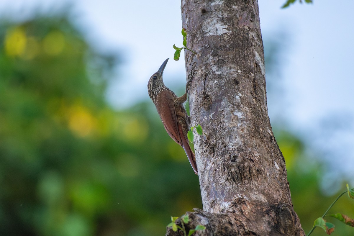 Black-banded Woodcreeper - ML644089311