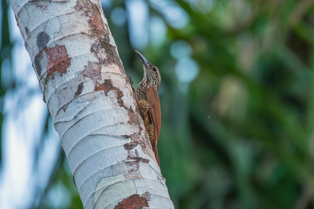Black-banded Woodcreeper - ML644089312