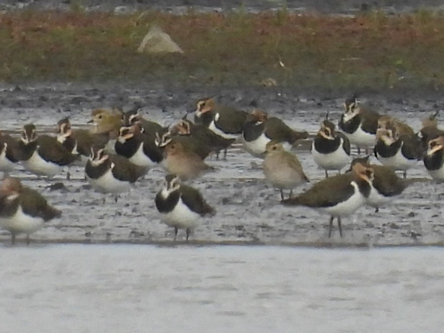 Pacific Golden-Plover - ML644089337