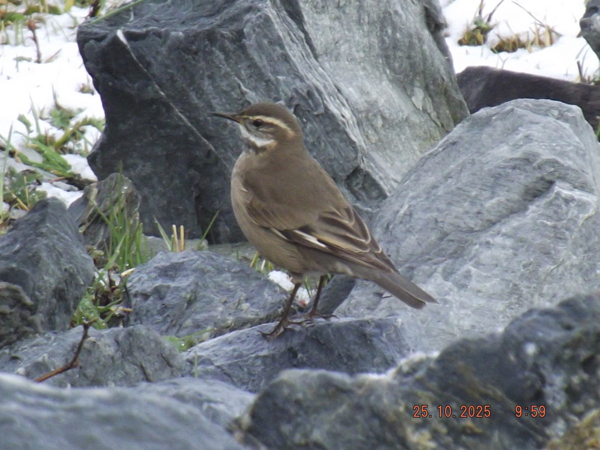 Buff-winged Cinclodes - ML644089361