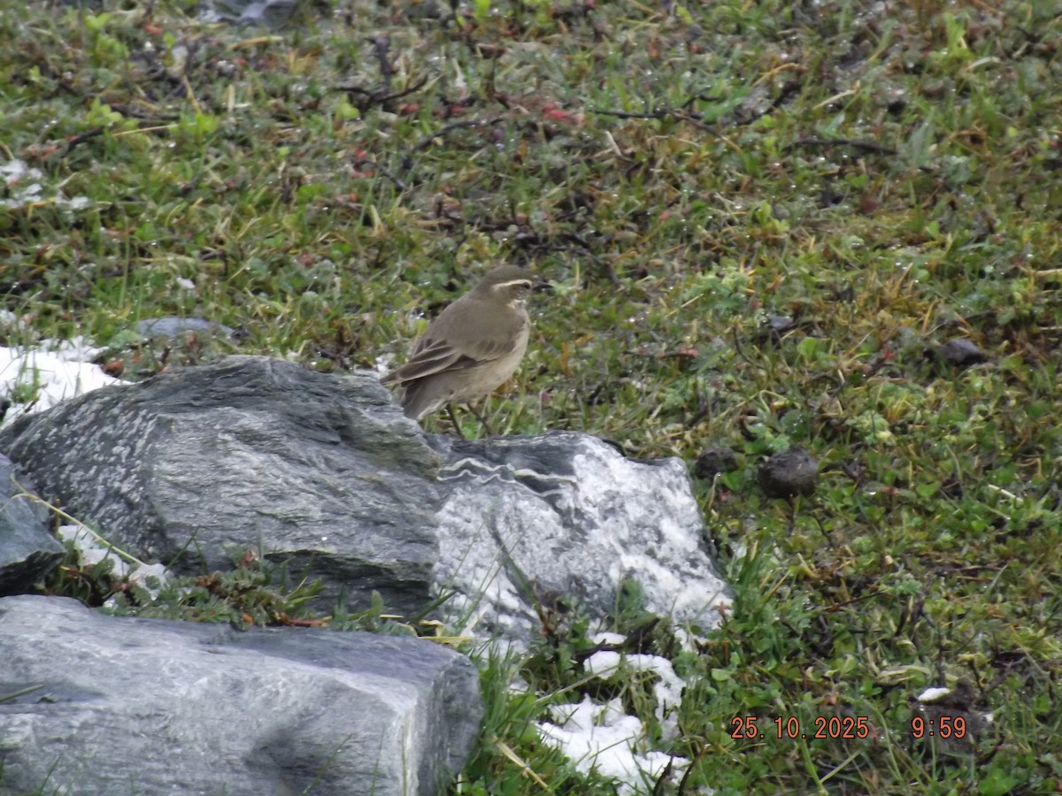 Buff-winged Cinclodes - ML644089362