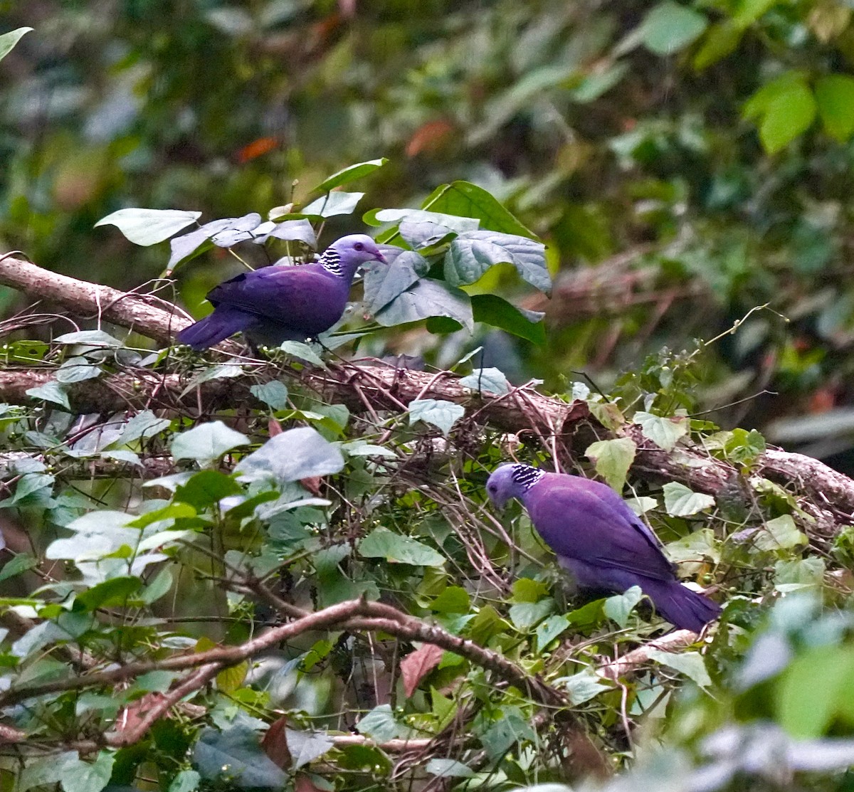 Nilgiri Wood-Pigeon - ML644089367