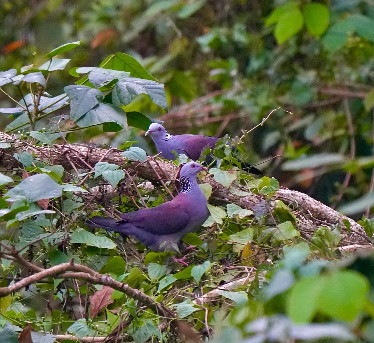 Nilgiri Wood-Pigeon - ML644089368