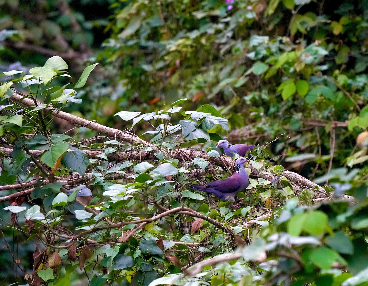 Nilgiri Wood-Pigeon - ML644089369