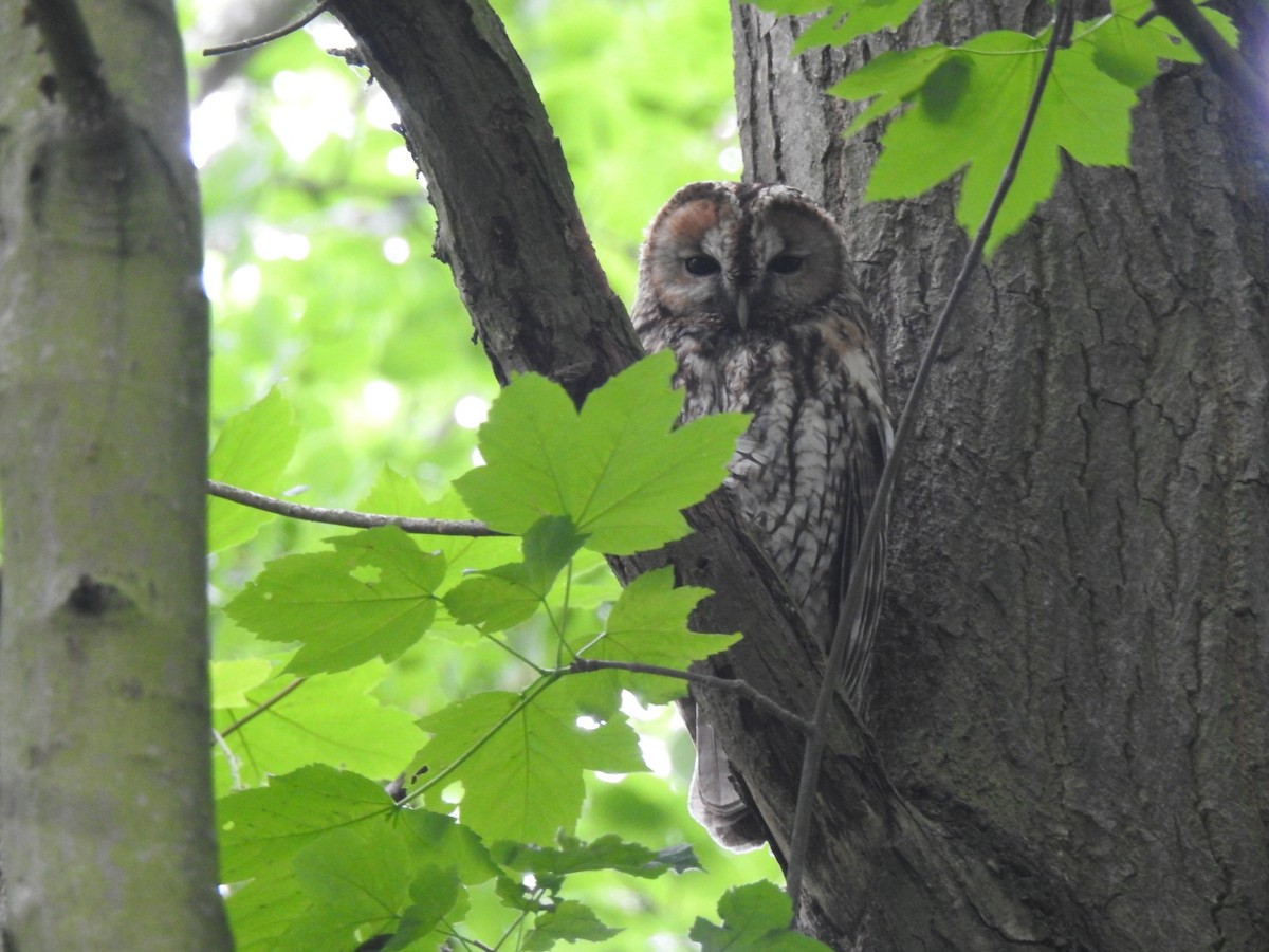 Urubi arrunta - ML644089372