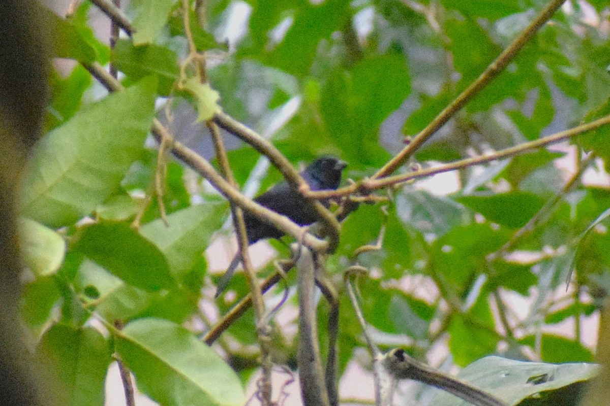 Чернолицая танагра - ML644089379