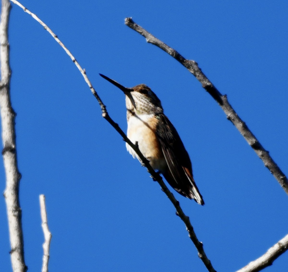 Rufous Hummingbird - ML644089382