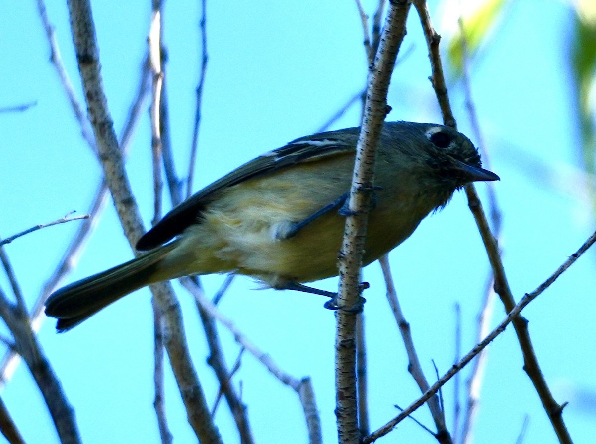 eikevireo - ML644089405