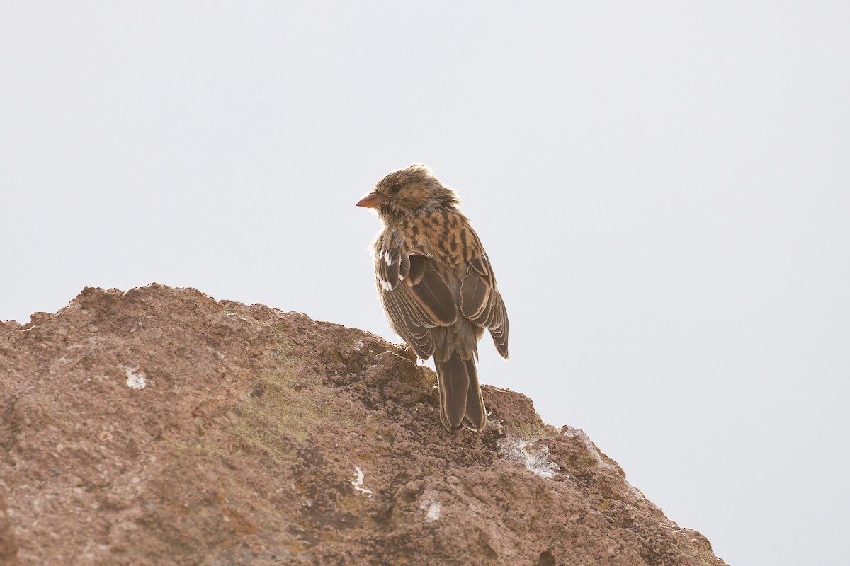 Mourning Sierra Finch - ML644089417