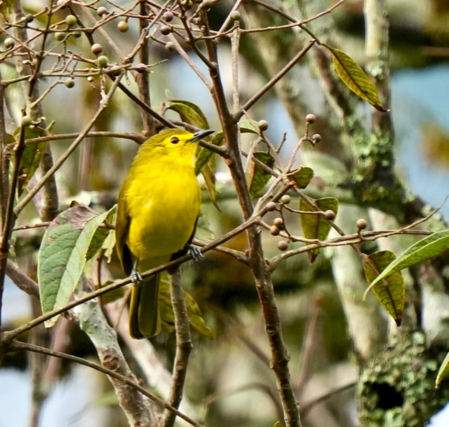 Yellow-browed Bulbul - ML644089433