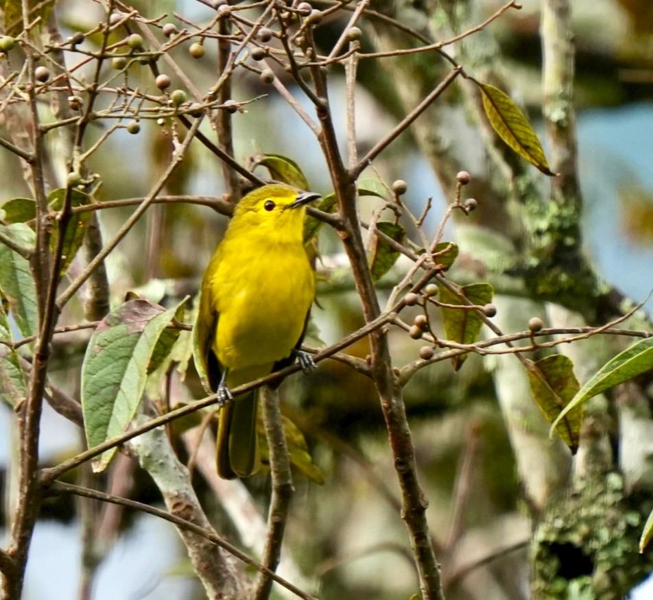 Yellow-browed Bulbul - ML644089435