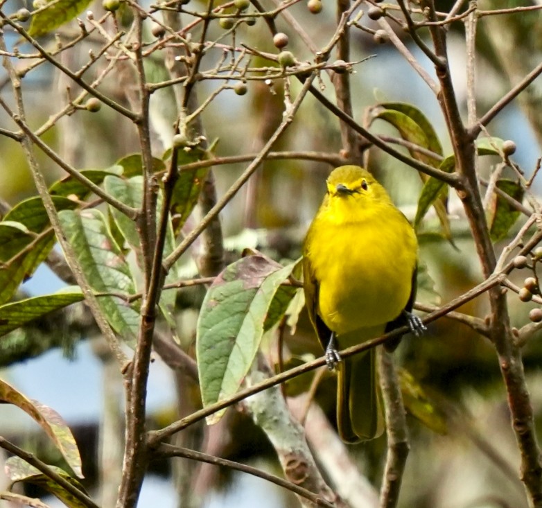 Yellow-browed Bulbul - ML644089437
