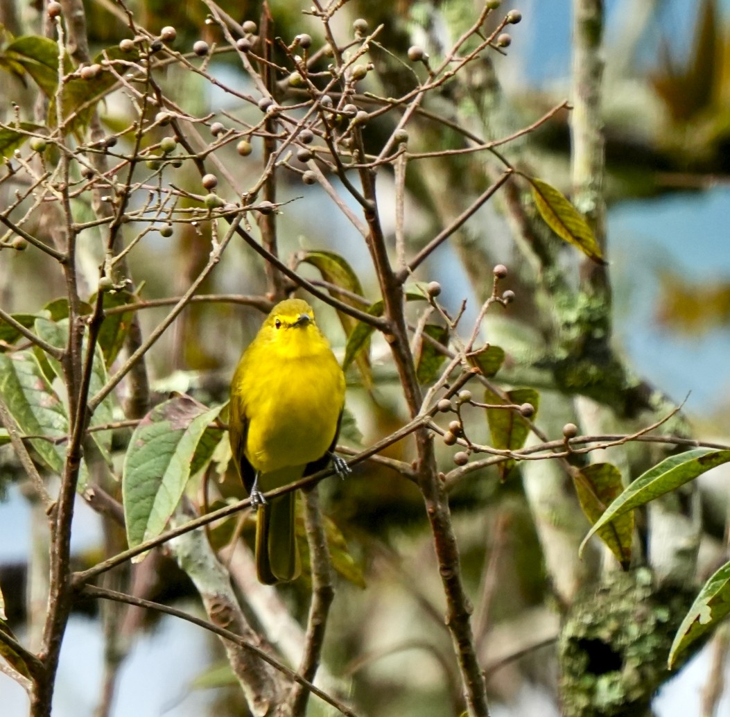 Yellow-browed Bulbul - ML644089439