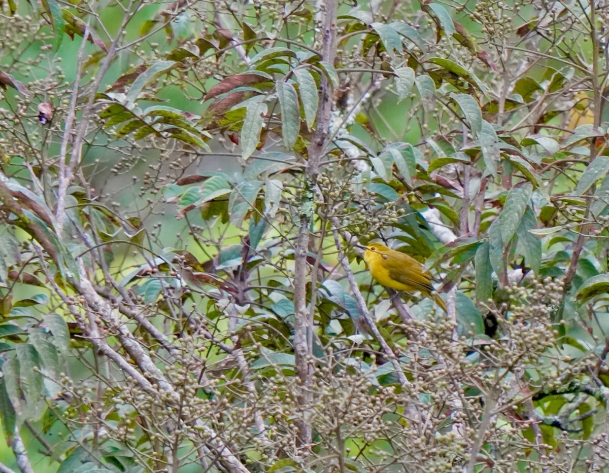 Yellow-browed Bulbul - ML644089440