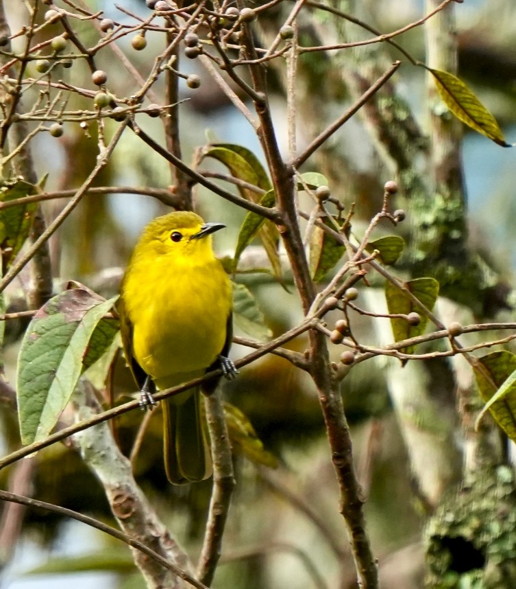 Yellow-browed Bulbul - ML644089441
