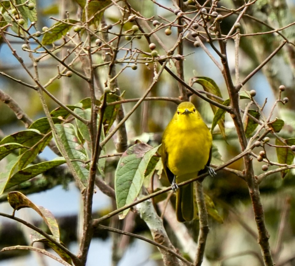 Yellow-browed Bulbul - ML644089442