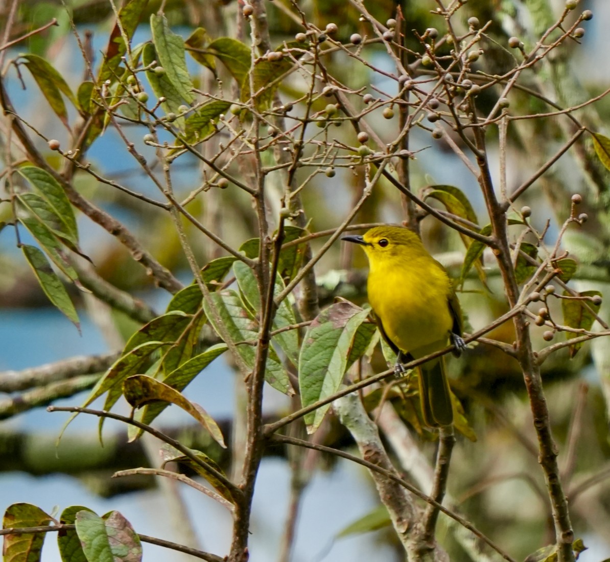 Yellow-browed Bulbul - ML644089443