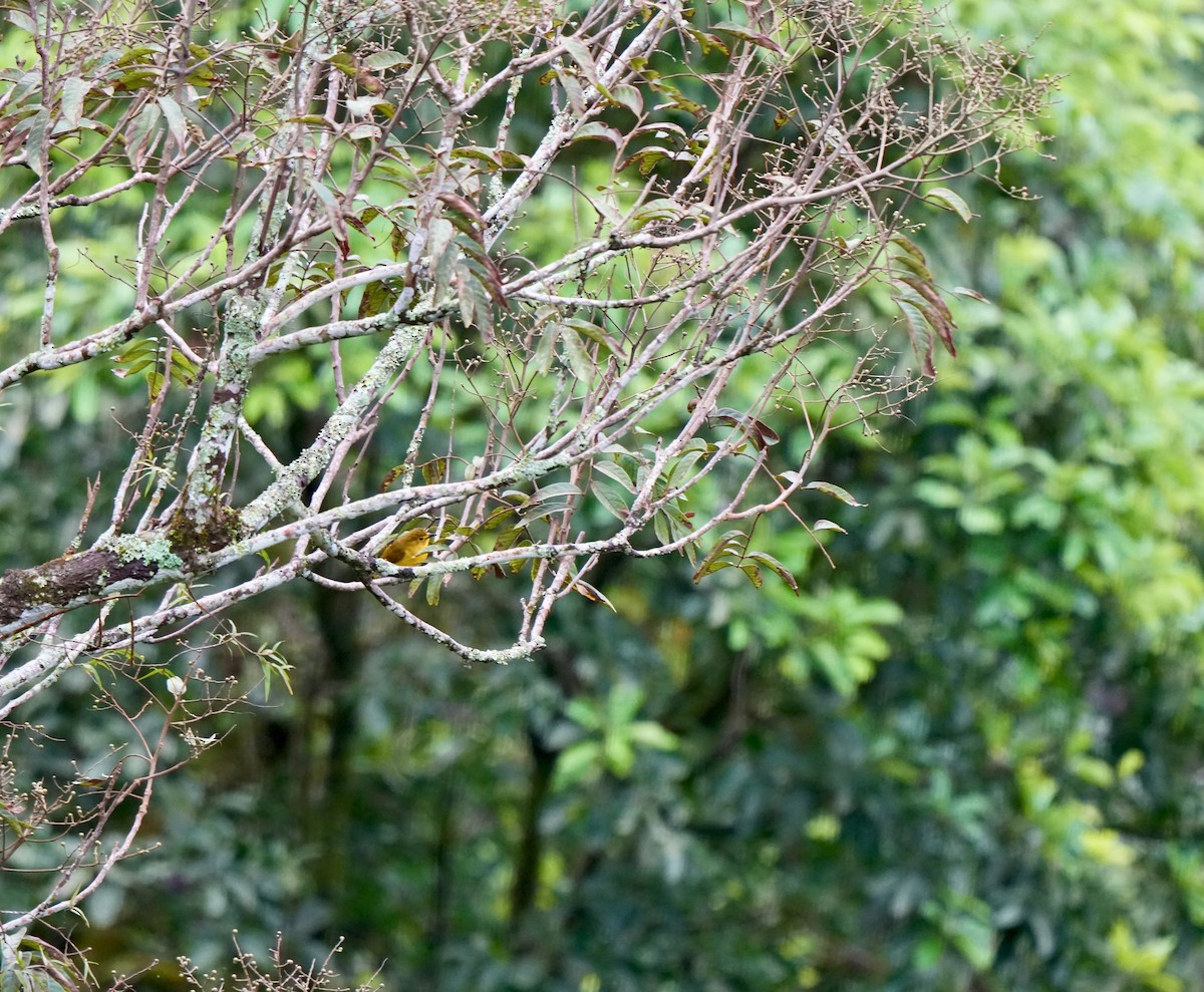 Yellow-browed Bulbul - ML644089444