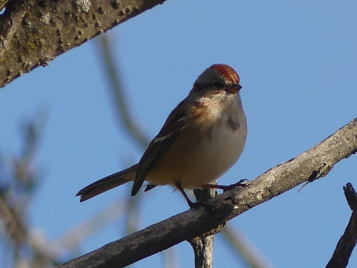 American Tree Sparrow - ML644089445