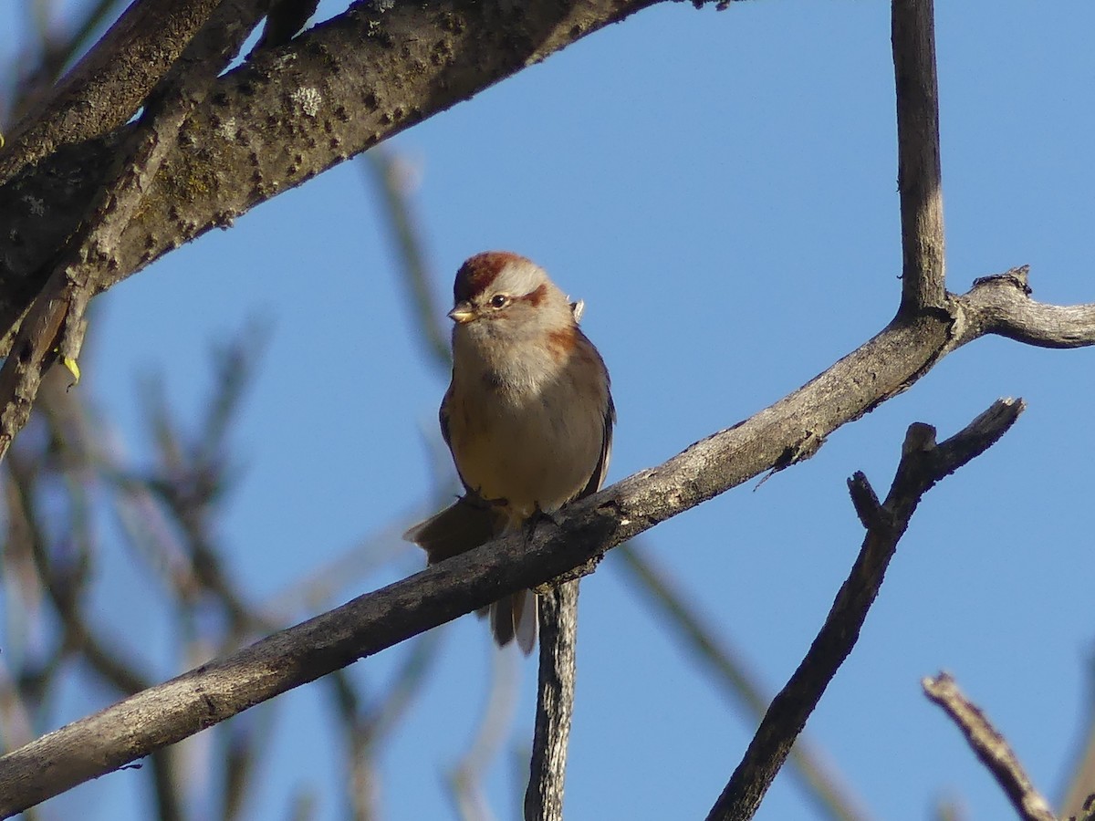 American Tree Sparrow - ML644089447