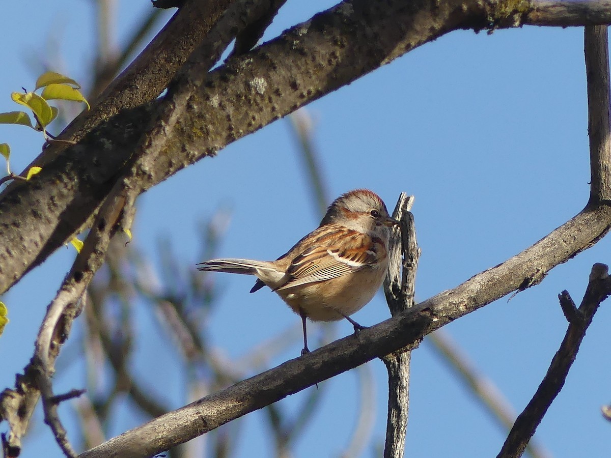 American Tree Sparrow - ML644089449