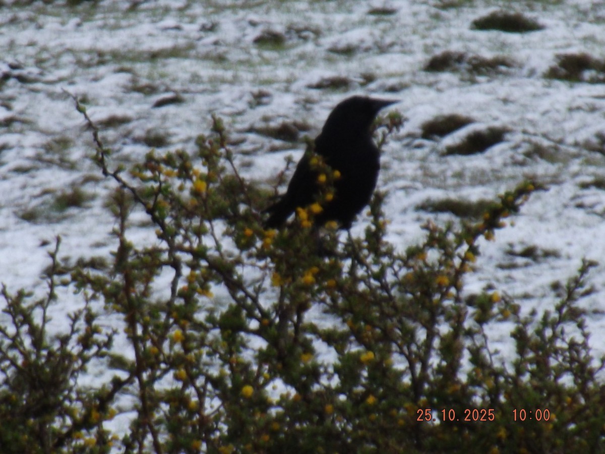 Austral Blackbird - ML644089450