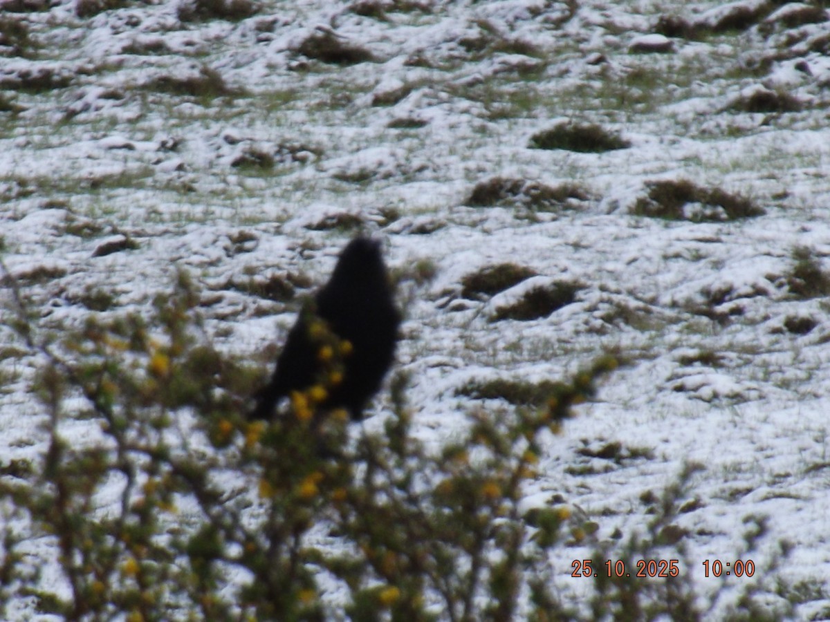 Austral Blackbird - ML644089451