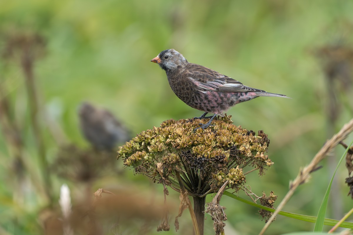 Gray-crowned Rosy-Finch (Pribilof Is.) - ML644089454