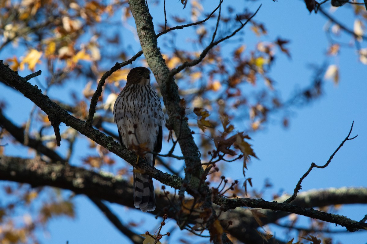 Cooper's Hawk - ML644089488