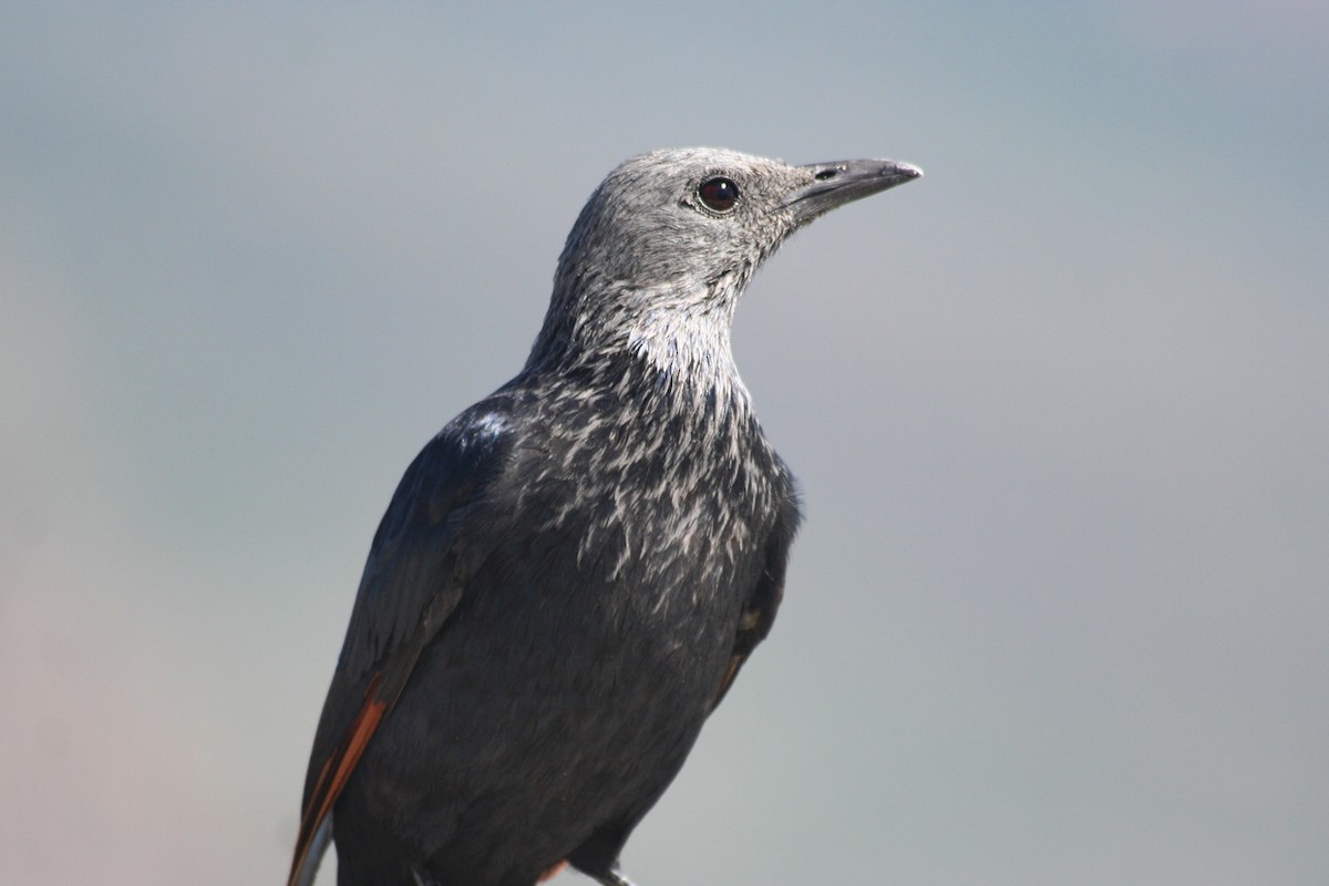 Red-winged Starling - ML644089492