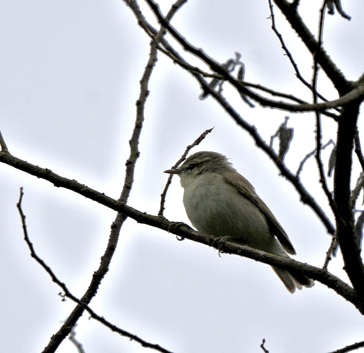 Green Warbler - ML644089493