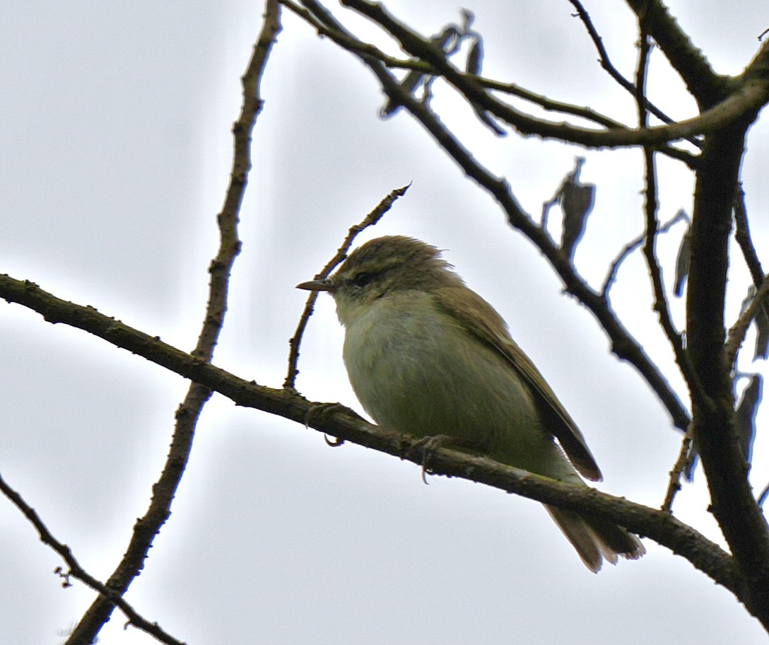Green Warbler - ML644089494