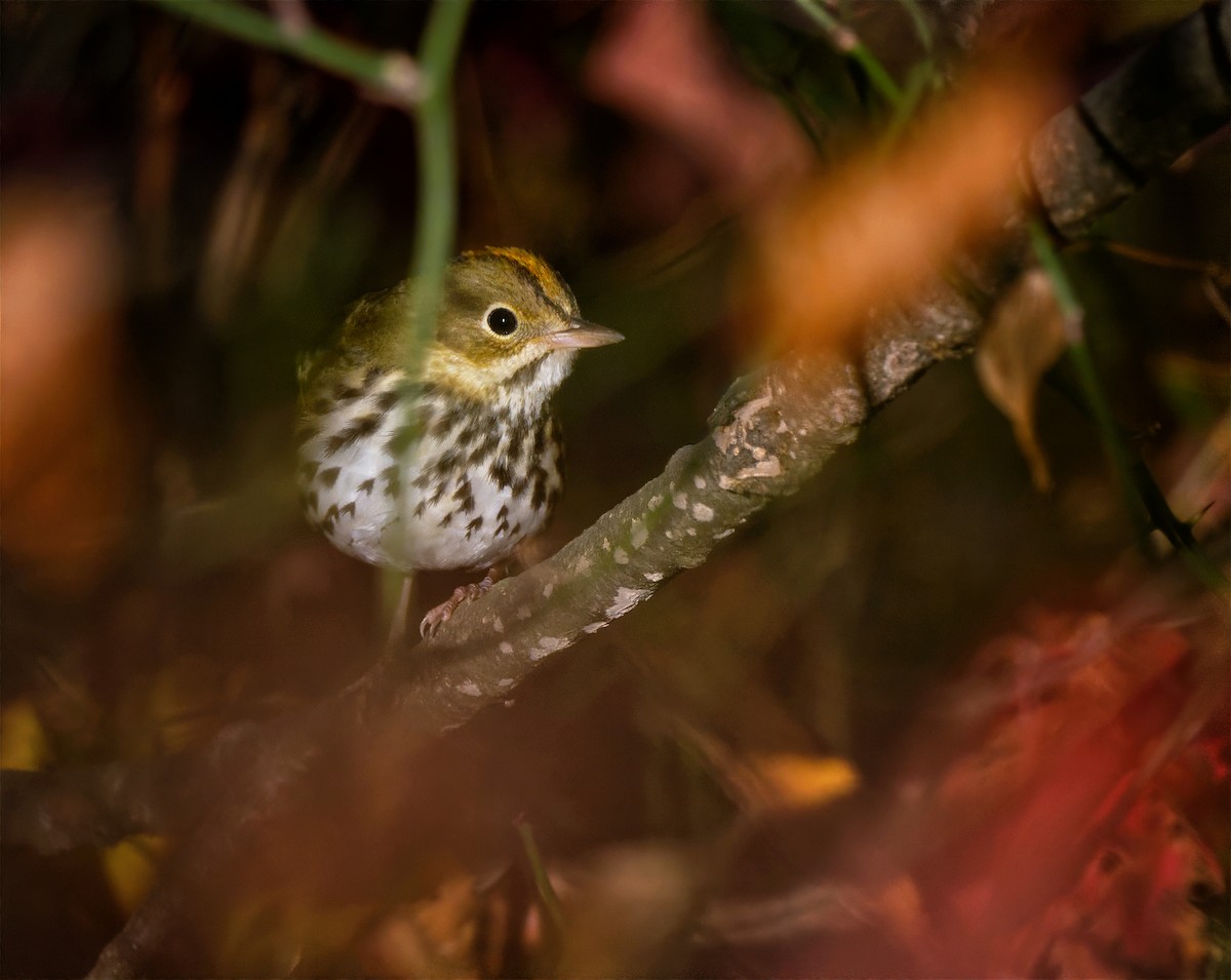 Ovenbird - ML644089501
