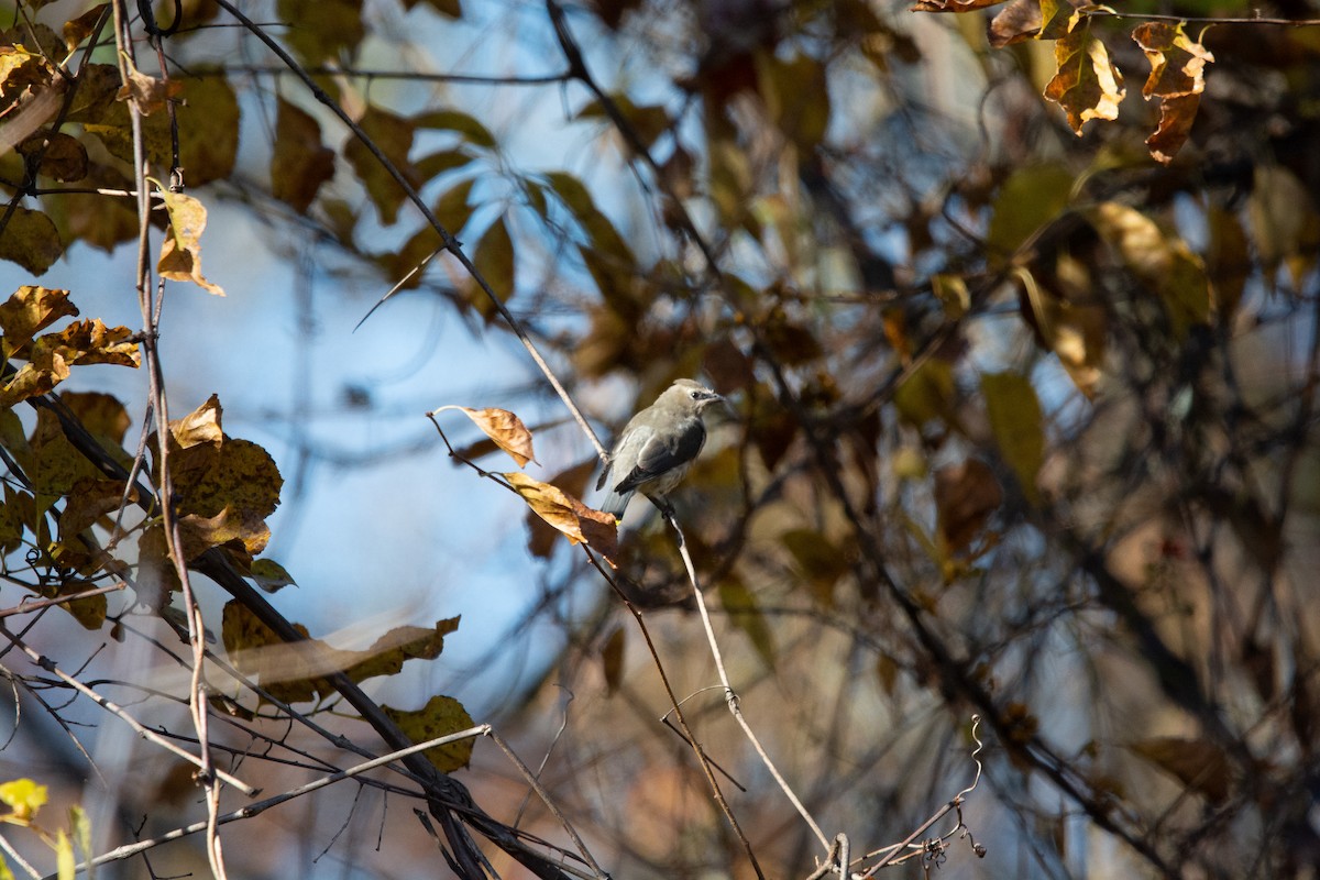 Cedar Waxwing - ML644089503