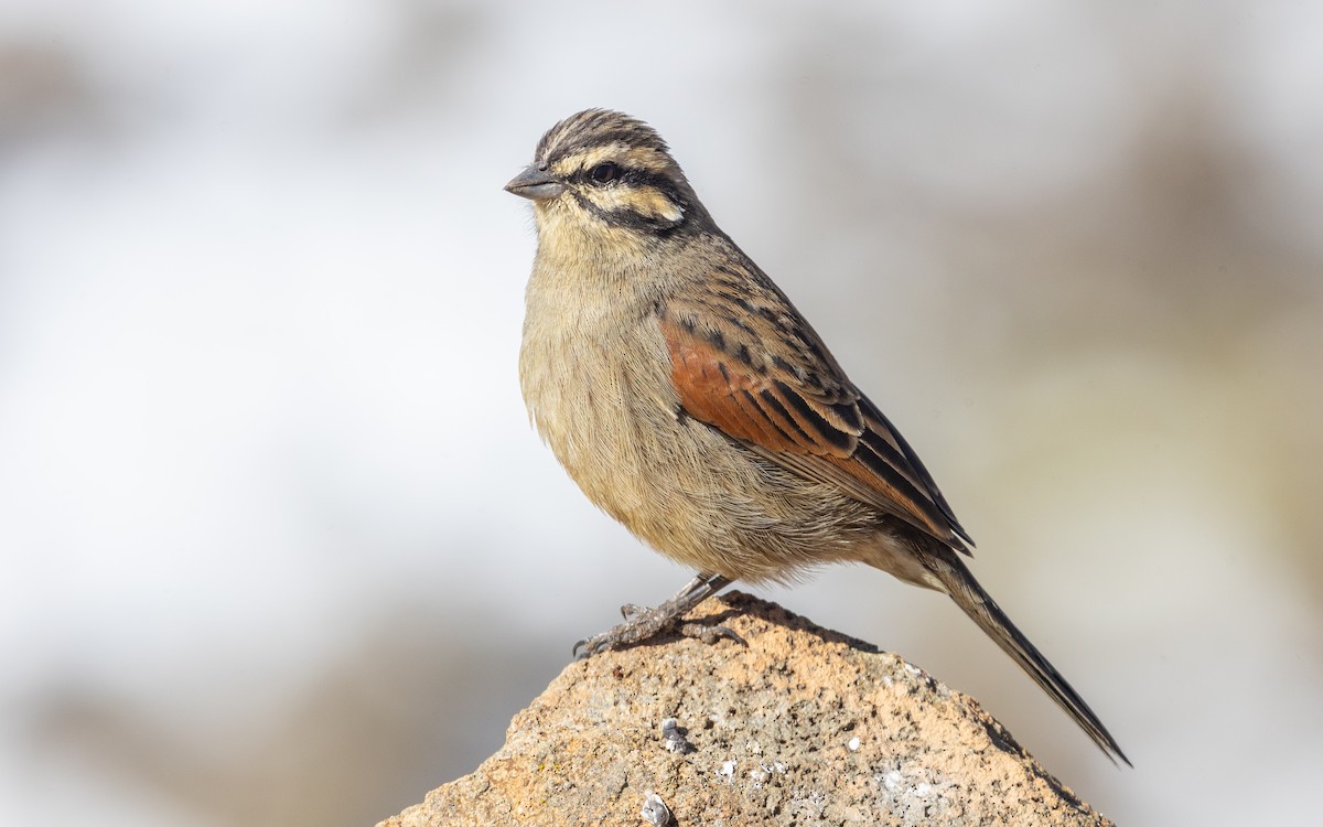 kappspurv - ML644089508