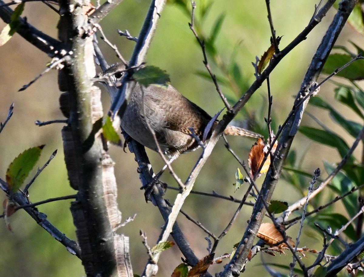 Northern House Wren - ML644089521