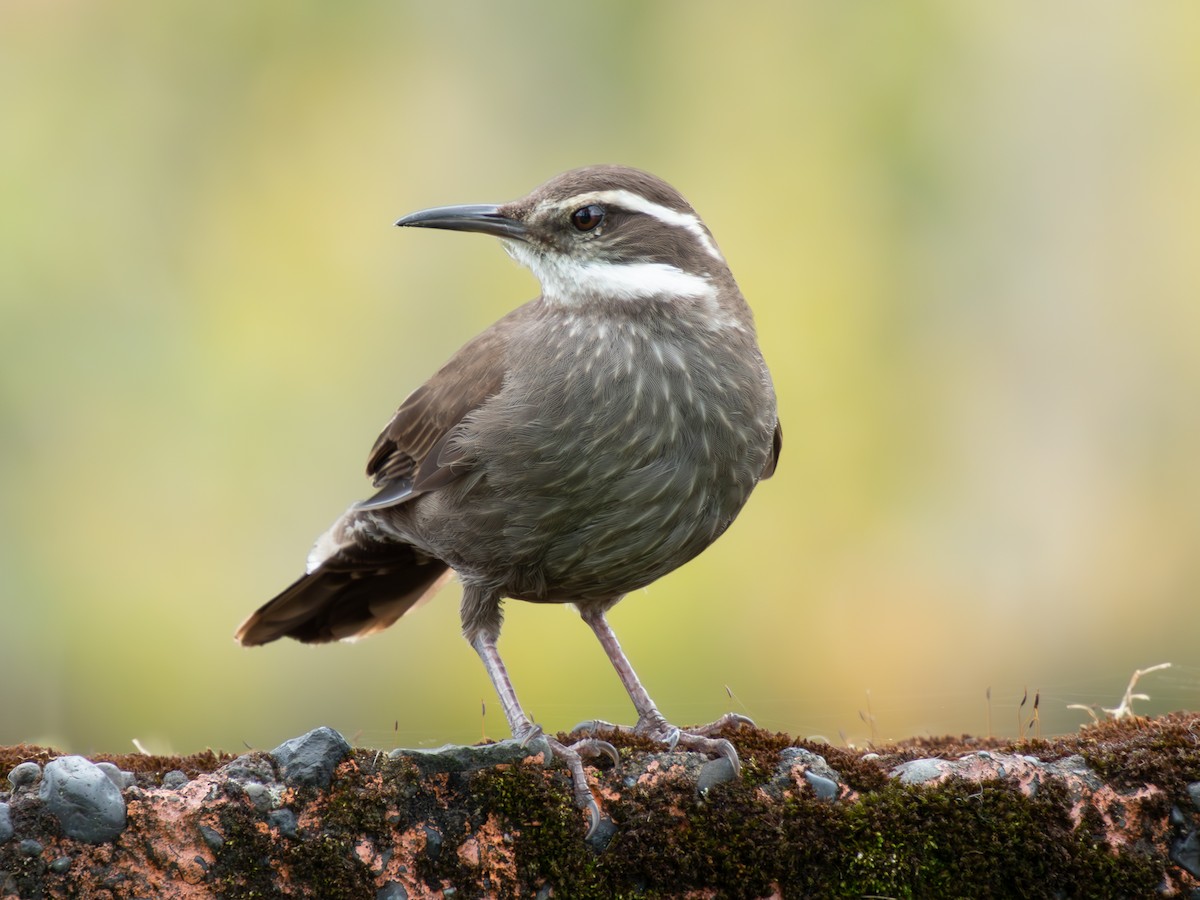 Cinclode à ventre sombre - ML644089525