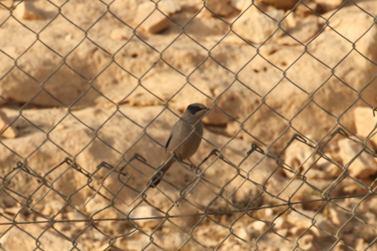 Hypocolius - ML644089530