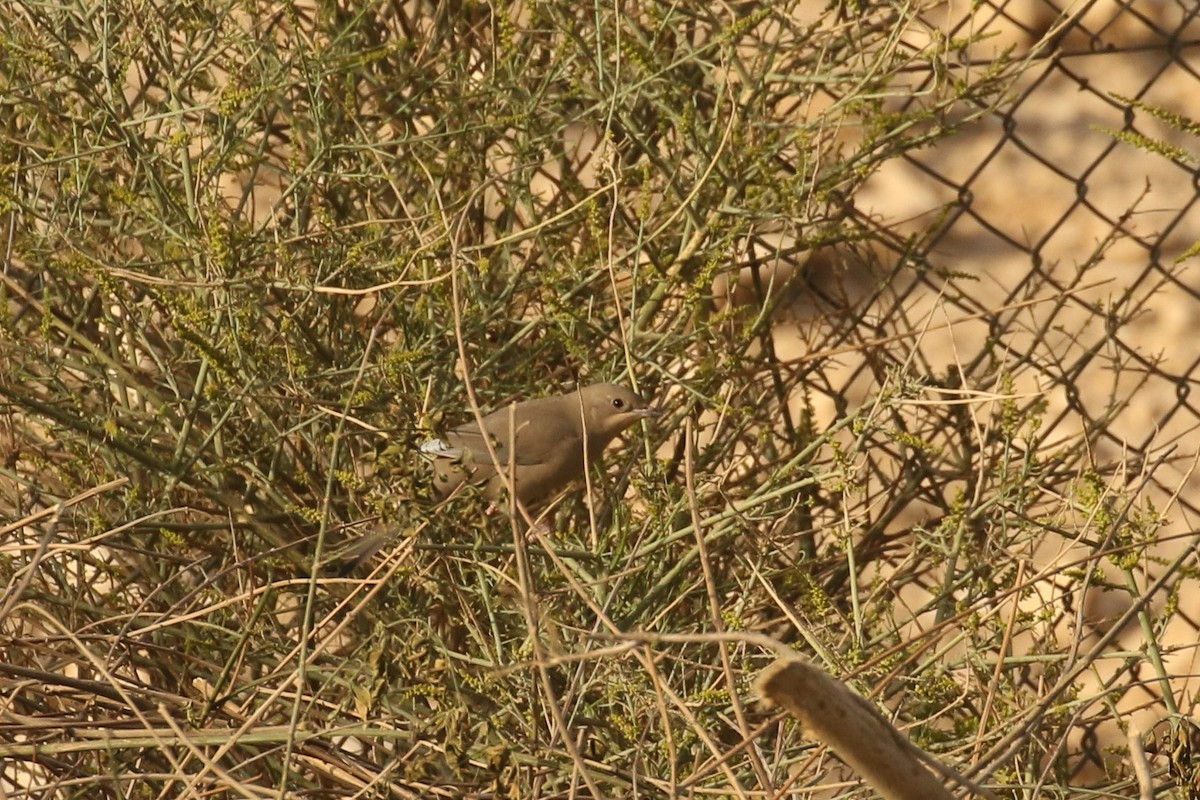 Hypocolius - ML644089531