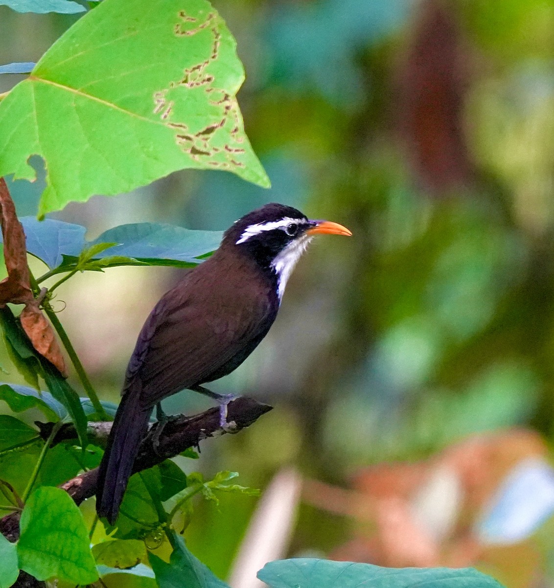 Indian Scimitar-Babbler - ML644089532