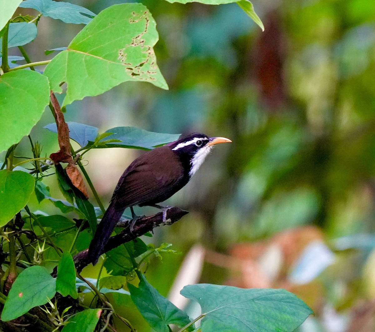 Indian Scimitar-Babbler - ML644089535