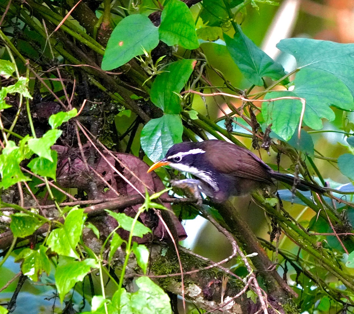 Indian Scimitar-Babbler - ML644089536