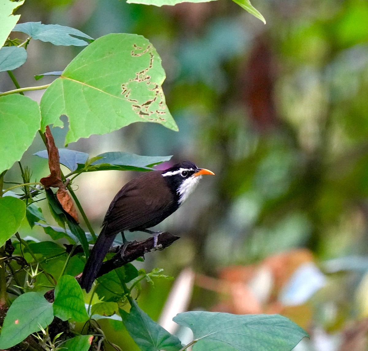 Indian Scimitar-Babbler - ML644089537