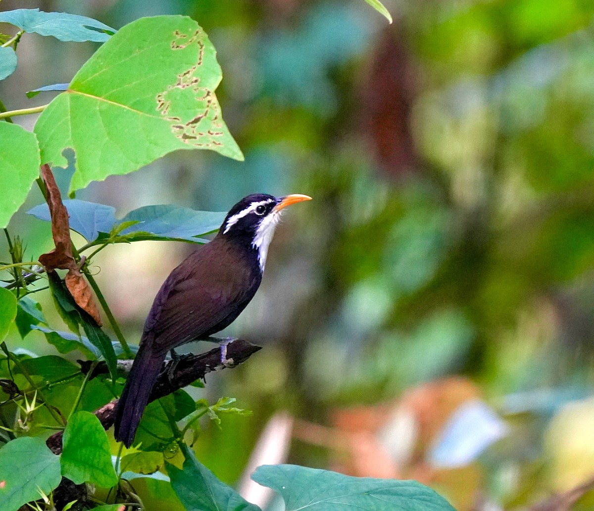 Indian Scimitar-Babbler - ML644089538